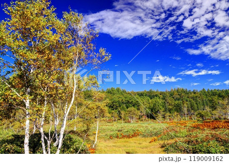 初秋の田ノ原湿原 119009162