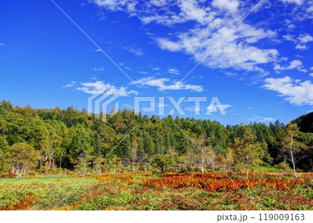 初秋の田ノ原湿原 初秋の田ノ原湿原 119009163