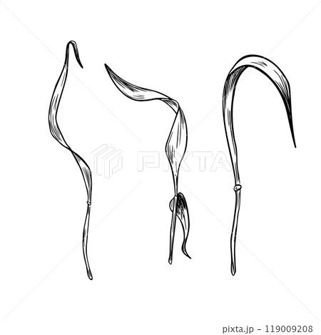 Dried grass, barley stems black white graphic vector illustration isolated. Stalks of rye, wheat monochrome line art hand drawn by ink for design botanical label, natural product package. 119009208