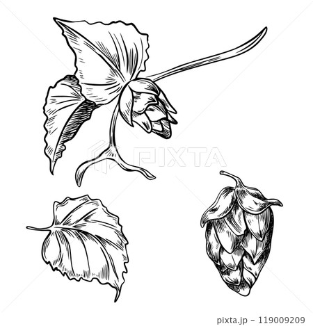 Hop cones on branch with leaves monochrome graphic vector illustration isolated. Humulus plant black white hand drawn in line art for design beer label, packaging, St Patrick day, Oktoberfest. 119009209