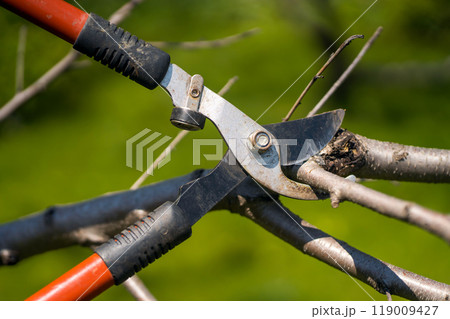 A gardener is cutting tree branches with a big pruner A gardener is cutting tree branches with a big pruner 119009427