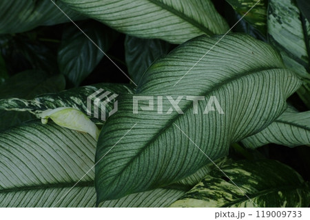 植物の葉 119009733