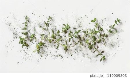 Fresh thyme plants are artistically arranged on a clean, white surface, highlighting their vibrant green color and fine textures, capturing the essence of nature 119009808