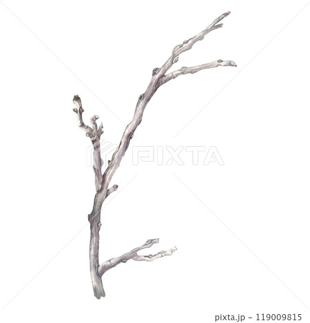 Dry bare tree branch. Hand drawn watercolor illustration of leafless bough on isolated background. Botanical drawing of leaf less wooden stick. For invitations, happy holidays, greeting cards, posters 119009815