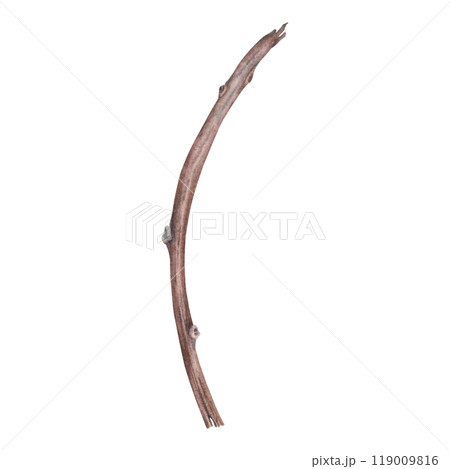 Dry bare tree branch. Hand drawn watercolor illustration of leafless bough on isolated background. Botanical drawing of leaf less wooden stick. For invitations, happy holidays, greeting cards, posters Dry bare tree branch. Hand drawn watercolor illustration of leafless bough on isolated background. Botanical drawing of leaf less wooden stick. For invitations, happy holidays, greeting cards, posters 119009816