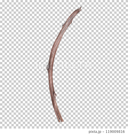 Dry bare tree branch. Hand drawn watercolor illustration of leafless bough on isolated background. Botanical drawing of leaf less wooden stick. For invitations, happy holidays, greeting cards, posters Dry bare tree branch. Hand drawn watercolor illustration of leafless bough on isolated background. Botanical drawing of leaf less wooden stick. For invitations, happy holidays, greeting cards, posters 119009816