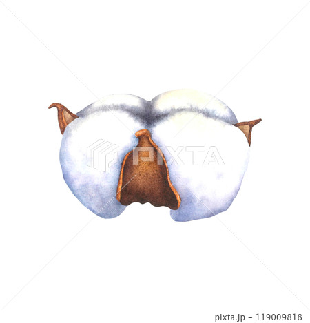 Rounded seed capsule of cotton flower. Hand drawn watercolor illustration of soft dry plant on isolated background. Botanical drawing of natural ripe bolls with soft texture. For wedding invitations. 119009818