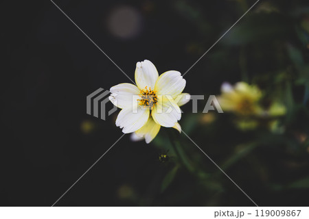 ウィンターコスモス ウィンターコスモス 119009867