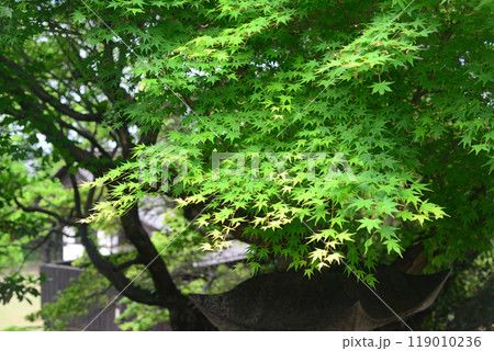 鞆の浦沼名前神社境内の青もみじ-2 119010236