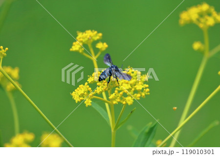 秋の七草オミナエシと青いハチ　夏　（高知県　三原村） 119010301