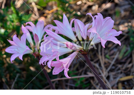 Pink flowers - Apollo Bay 119010758