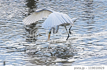 狩りの舞 119010929