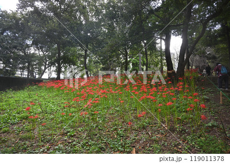 村上緑地公園に咲く彼岸花 村上緑地公園に咲く彼岸花 119011378