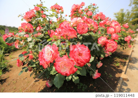 足利フラワーパーク【栃木県足利市】 足利フラワーパーク【栃木県足利市】 119011448