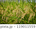頭の下がる稲穂 119011559