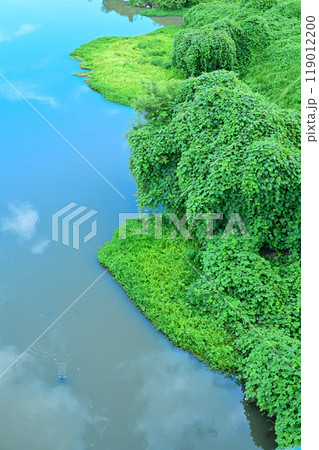 真夏の入間川　雑草の生命力　水辺の風景 119012200