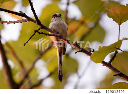 都電荒川線 119012593