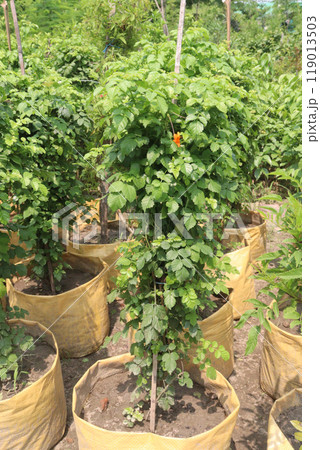 Cape Honeysuckle flower, medicinal plant on nursery 119013503
