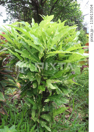 Aucuba japonica plant on nursery 119013504