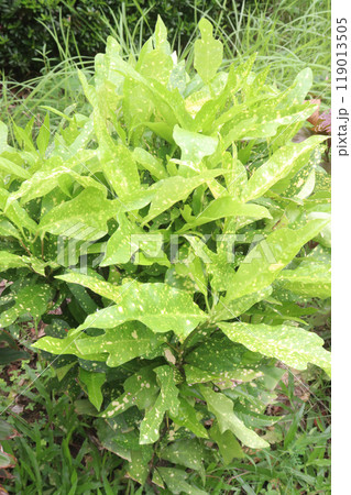 Aucuba japonica plant on nursery 119013505