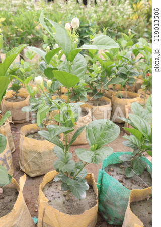 Arabian jasmine on farm for sell Arabian jasmine on farm for sell 119013506