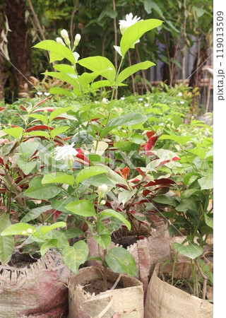 Arabian jasmine on farm for sell 119013509