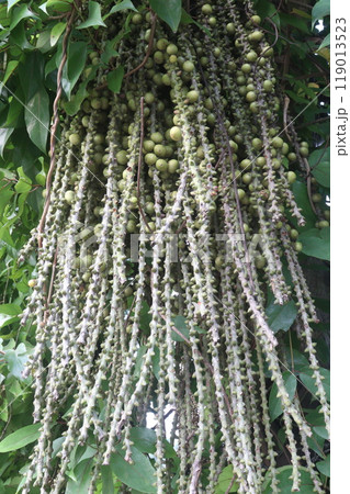 Caryota mitis palm fruit on tree 119013523
