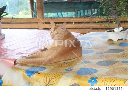 brown colored cute cat on shop 119013524