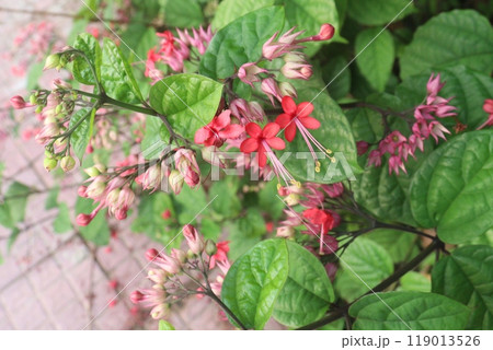 Bleeding heart vine flower plant 119013526