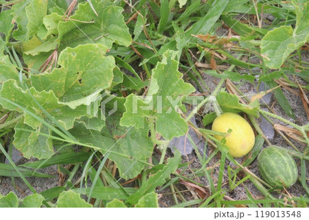 citrullus colocynthis bitter and medicinal fruit plant citrullus colocynthis bitter and medicinal fruit plant 119013548