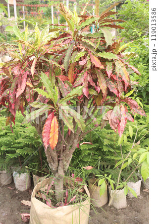 Codiaeum variegatum Undulatum plant on nursery 119013586