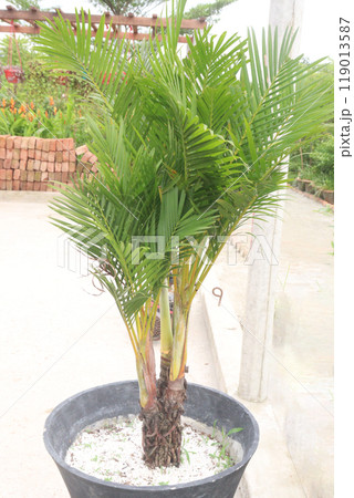 areca palm plant on farm 119013587