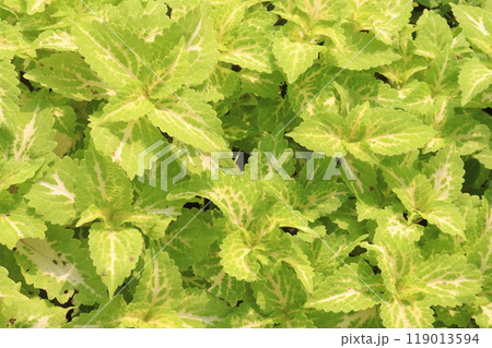 green colored Coleus tree on farm 119013594