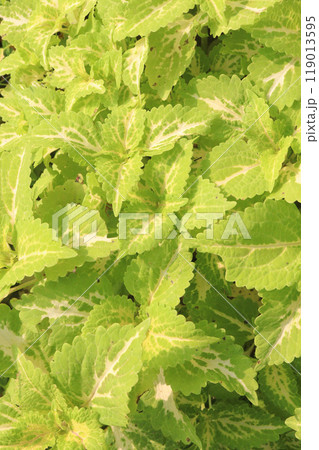 green colored Coleus tree on farm 119013595