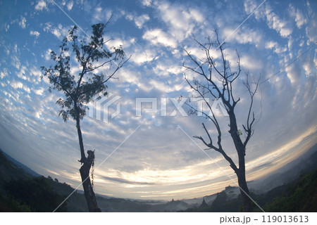 Natural background of silhouette of dry trees and sky view with clouds in twilight time. 119013613