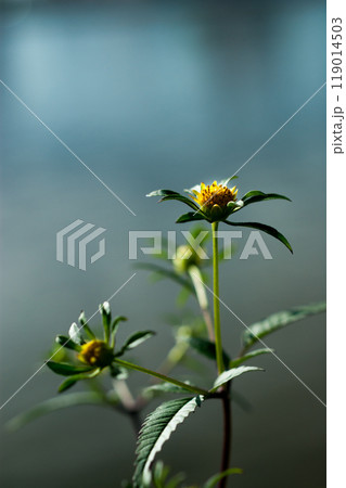 信濃川・やすらぎ堤の亜米利加栴檀草(アメリカセンダングサ)の花 119014503