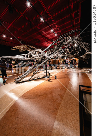 いわき市石炭・化石館ほるるの恐竜の化石 119014507