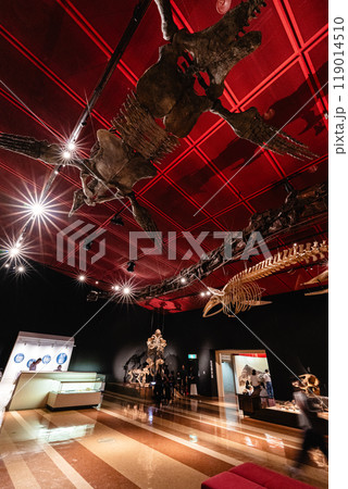いわき市石炭・化石館ほるるの恐竜の化石 いわき市石炭・化石館ほるるの恐竜の化石 119014510