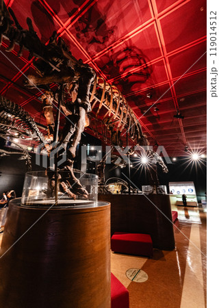 いわき市石炭・化石館ほるるの恐竜の化石 119014512