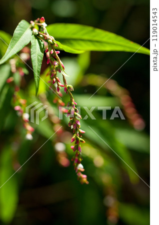 大犬蓼(おおいぬたで) 大犬蓼(おおいぬたで) 119014543