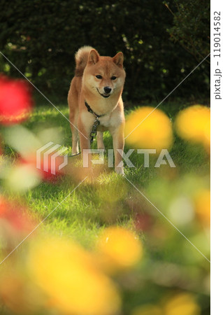 お花畑と豆柴 119014582