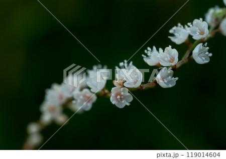 信濃川・やすらぎ堤の白花桜蓼(しろばなさくらたで) 119014604