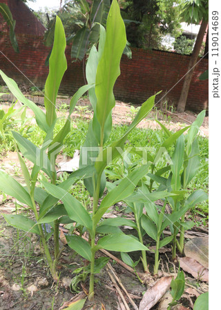 Ginger tree plant on farm 119014689