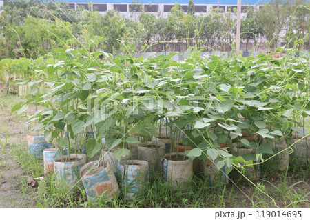Hyacinth Beans seedling on nursery for sell Hyacinth Beans seedling on nursery for sell 119014695