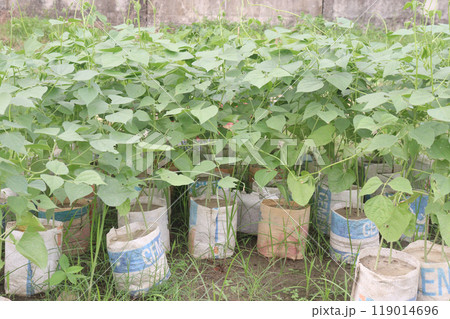 Hyacinth Beans seedling on nursery for sell 119014696