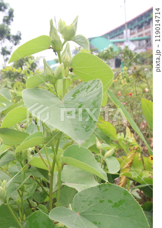 Hibiscus glandulifer flower plant on nursery Hibiscus glandulifer flower plant on nursery 119014714