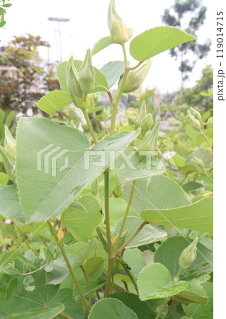 Hibiscus glandulifer flower plant on nursery Hibiscus glandulifer flower plant on nursery 119014715