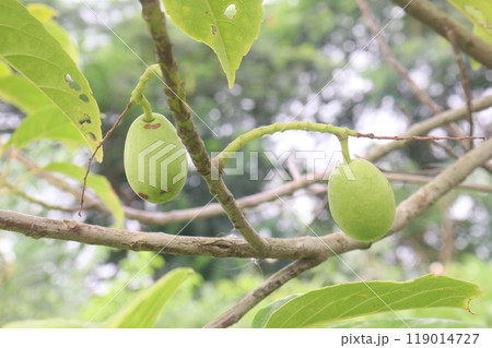 Elaeocarpus serratus also known Ceylon olive on tree Elaeocarpus serratus also known Ceylon olive on tree 119014727