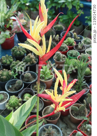 Heliconia Variegated flower plant on nursery 119014730