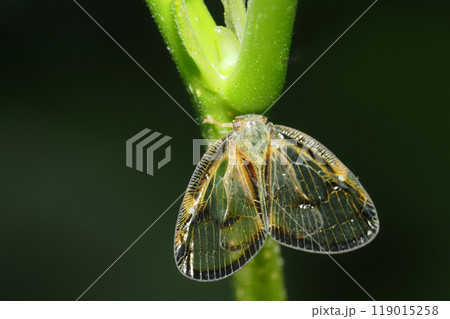 スケバハゴロモ 119015258